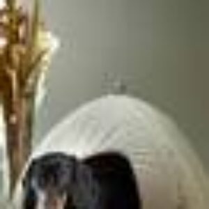 CHARLIE hundeseng/katteseng Beige