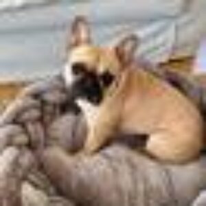 IDO hundeseng/katteseng Grå