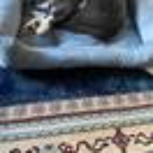 KELLY hundeseng/katteseng Lys blå