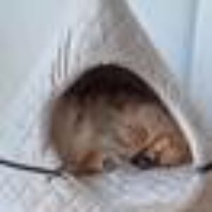 KYLO hundeseng/katteseng Lys beige