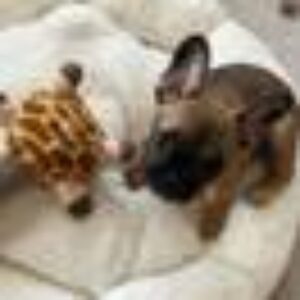 OBI hundeseng/katteseng Naturhvit