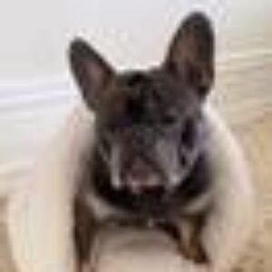 TEDDY hundeseng/katteseng Hvit