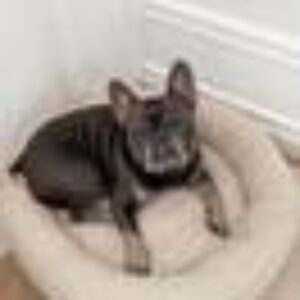 YOSHI hundeseng/katteseng Beige