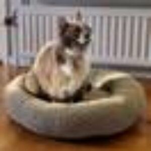 YOSHI hundeseng/katteseng Grønn